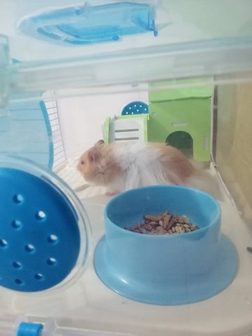 Syrian  - Syrian / Golden Hamster Hamster