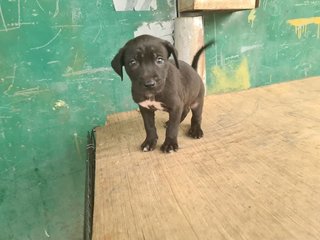 Boiboi (K) - Mixed Breed Dog