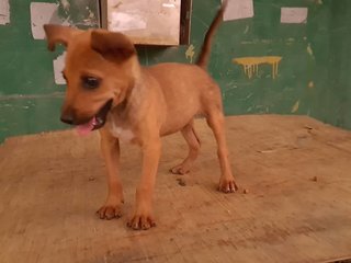  Chiku - Mixed Breed Dog