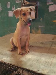 Little Joey - Mixed Breed Dog