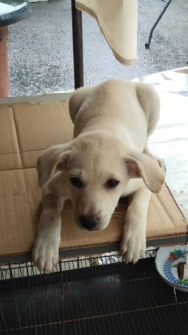 Joan - Labrador Retriever Mix Dog