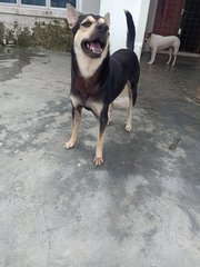 Bruno - Mixed Breed Dog