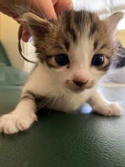 *waiting* - Domestic Short Hair Cat