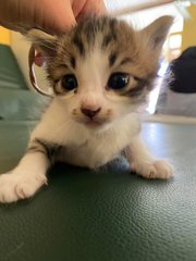 *waiting* - Domestic Short Hair Cat