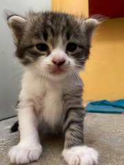 *waiting* - Domestic Short Hair Cat