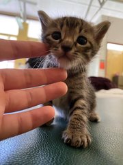 *waiting* - Domestic Short Hair Cat