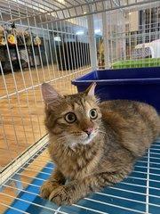 Allie - Domestic Medium Hair Cat