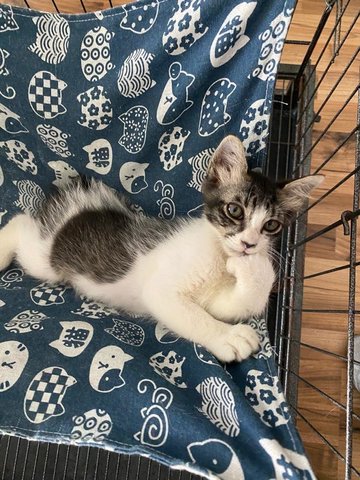 Tommy - Domestic Medium Hair Cat