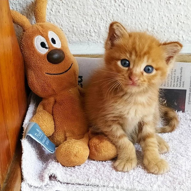  Burrito  - Domestic Short Hair + Tabby Cat