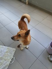 Hui Hui - Corgi Mix Dog