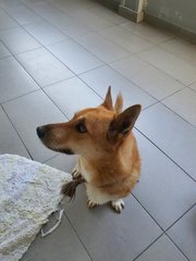 Hui Hui - Corgi Mix Dog