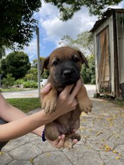 Browie - Mixed Breed Dog