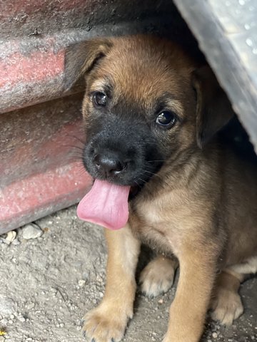 Browie - Mixed Breed Dog