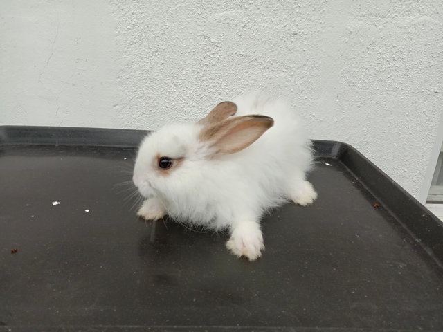 Kiki Babies - Angora Rabbit + Californian Rabbit