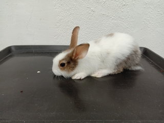 Kiki Babies - Angora Rabbit + Californian Rabbit