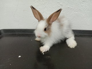 Kiki Babies - Angora Rabbit + Californian Rabbit