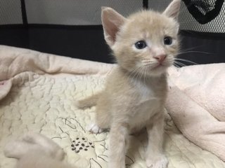 Abang And Achik - Domestic Short Hair Cat