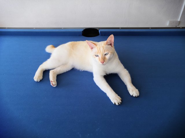 Blanco - Domestic Short Hair Cat