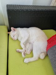 Blanco - Domestic Short Hair Cat