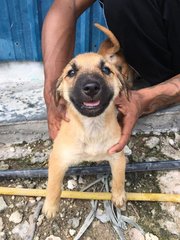 Amos - Mixed Breed Dog