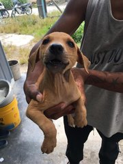 Chip - Mixed Breed Dog