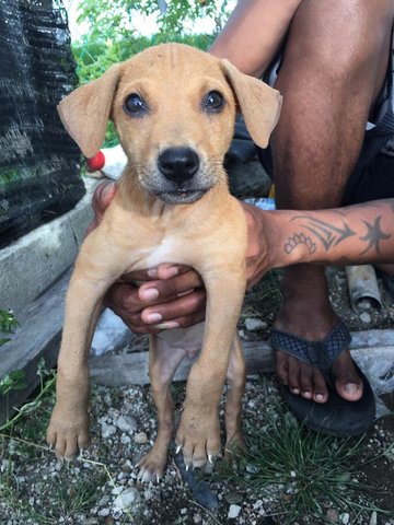Chip - Mixed Breed Dog