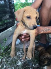 Chip - Mixed Breed Dog