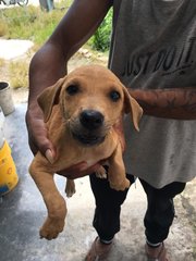 Chip - Mixed Breed Dog