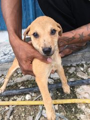 Coffee - Mixed Breed Dog