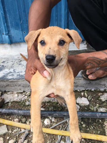 Coffee - Mixed Breed Dog