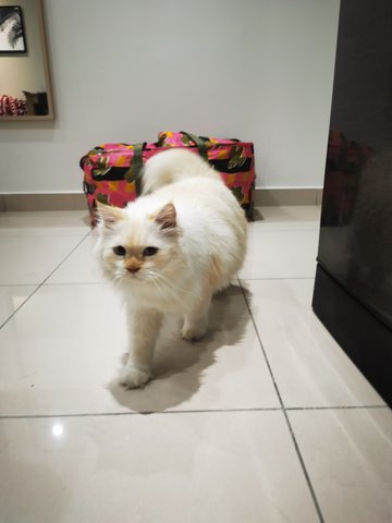 Dubai - Domestic Long Hair + Ragamuffin Cat