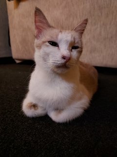 Mama Luna &amp; Baby Jerry - Tabby Cat