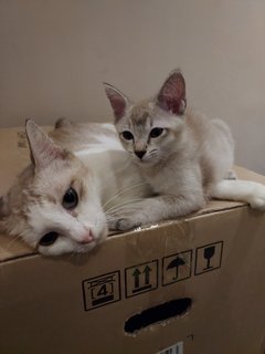 Mama Luna &amp; Baby Jerry - Tabby Cat