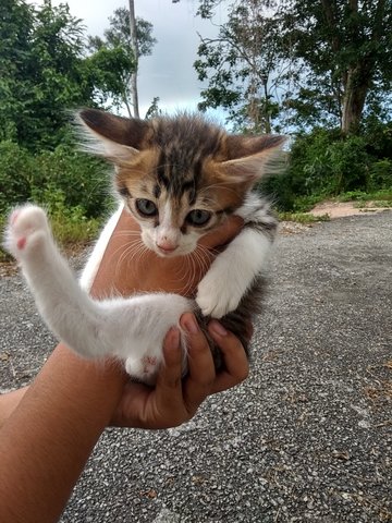 Yeager - Domestic Medium Hair Cat