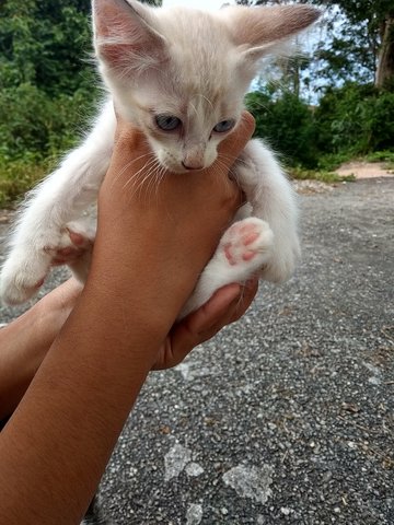 Cookies N Cream - Domestic Short Hair Cat