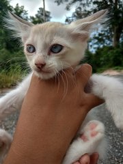 Cookies N Cream - Domestic Short Hair Cat