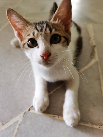 Casper - Domestic Short Hair Cat