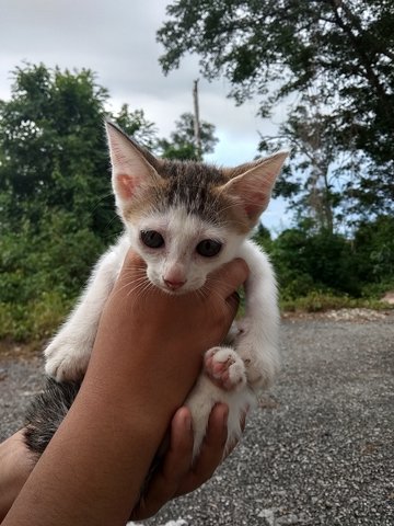 Bob - Domestic Short Hair Cat