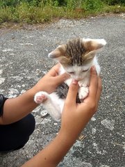 Bob - Domestic Short Hair Cat