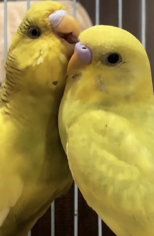 Gigi &amp; Koko - Budgie/Budgerigar Bird