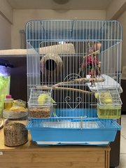 Gigi &amp; Koko - Budgie/Budgerigar Bird