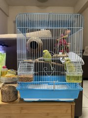 Gigi &amp; Koko - Budgie/Budgerigar Bird