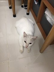 No Name - Domestic Short Hair Cat