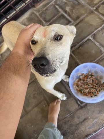 White (Also Known As) Vellaiyathevan - Mixed Breed Dog