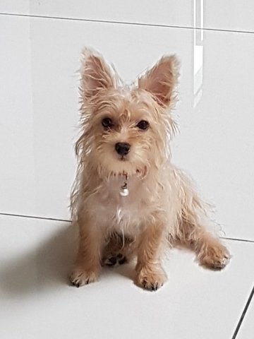 Luna - Yorkshire Terrier Yorkie + Silky Terrier Dog