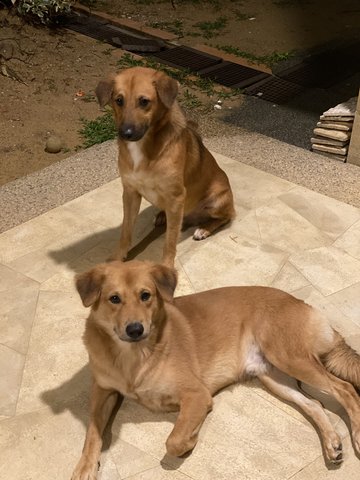 Toby And Zeke - Mixed Breed Dog