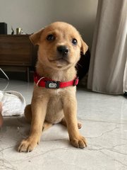 Happi - Mixed Breed Dog