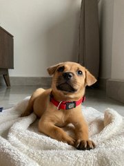 Tessa - Mixed Breed Dog