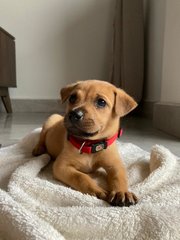 Tessa - Mixed Breed Dog