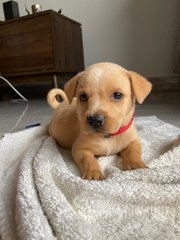 Cheezcake - Mixed Breed Dog